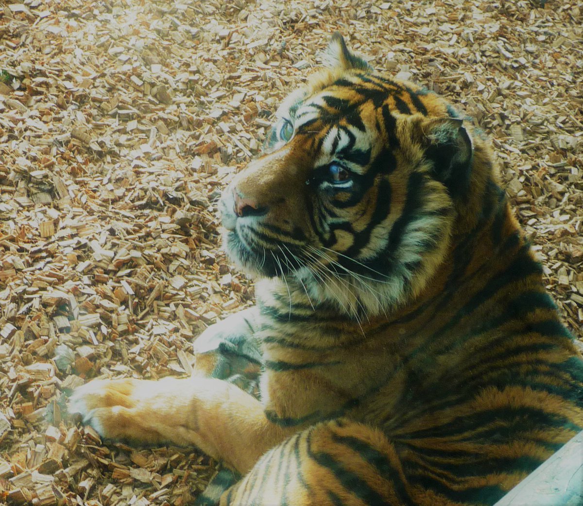 HopeukUK's tweet image. Another Junior Citizens in Kingston has come to an end - another 2,000 children have had drug education at Chessington World of Adventures!  We will be doing more work at the Ewell and Reigate Junior Citizens initiatives in March.