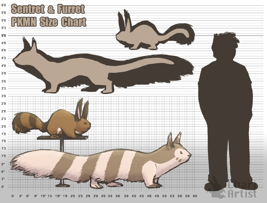 Squirrel Size Chart