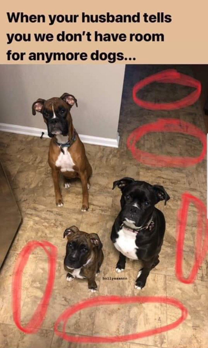 ashlee_bostock's tweet photo. I would so have more but he says three is enough. #boxerdog #Boxer #BoxerMom 
@BoxerFanClub @savetheboxers @BoxerNews @BoxerDogUnion @BoxerBond @BoxersNation @Boxersoftwiter https://t.co/fMXQG3GHW4