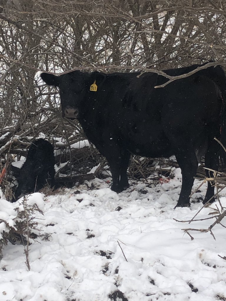 First calf of 2019!  He was a little cold, but got him inside and warmed up! #springcalving ❄️