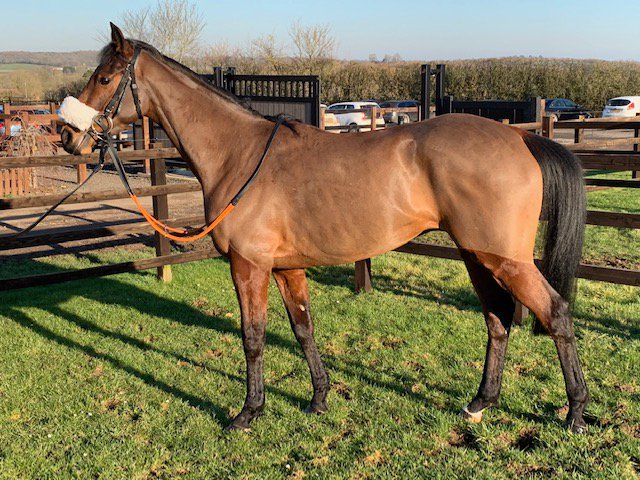O_J_murphy91's tweet photo. A nice selection of horses for sale added to the website, please take a look, some ready to run very soon!

👉👉 https://t.co/N4UQGB6FNK … https://t.co/ChPFb2UaJx