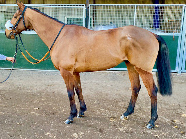 O_J_murphy91's tweet photo. A nice selection of horses for sale added to the website, please take a look, some ready to run very soon!

👉👉 https://t.co/N4UQGB6FNK … https://t.co/ChPFb2UaJx