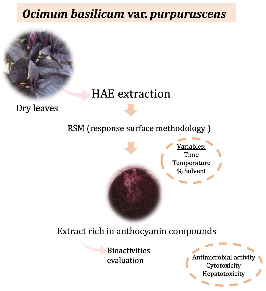 Molecules_MDPI's tweet image. #mdpimolecules Optimization of the Extraction Process to Obtain a Colorant Ingredient from Leaves of Ocimum basilicum var. purpurascens mdpi.com/411854 #NaturalAdditives #NaturalColorants #extraction