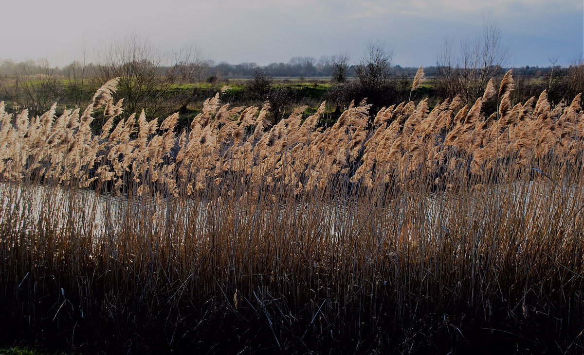 VeronicaJoPo's tweet photo. I like visiting new places, so went for a walk by the river in Needingworth, Cambridgeshire this afternoon. #sunset #walking #ousefen #stormhour #loveukweather #warmfebruary #Cambridgeshire @ThePhotoHour @WildlifeTrusts @RSPBFens @BBCWthrWatchers https://t.co/KXrbbkHVPL