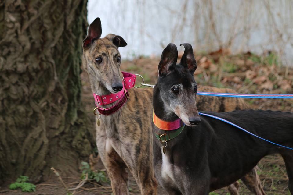 Big thanks to the wonderful folks at the Scottish Greyhound Sanctuary for accepting 6 beautiful Canidrome dogs into their program! g2kww.org/2IiNScI