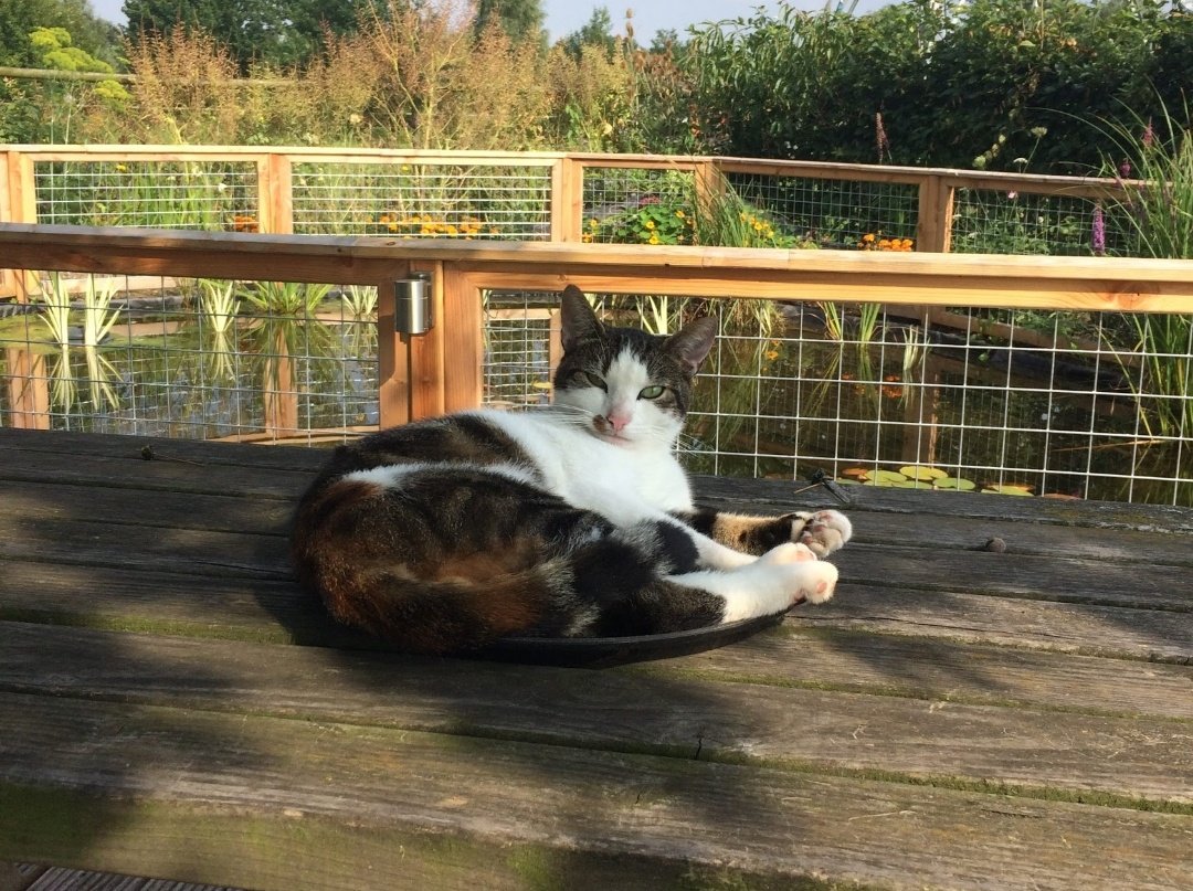 Duijne12's tweet photo. @Tijgernest Hier een uitzondering, een drie kleur lapjes kater. https://t.co/nTQ5dwVgtc