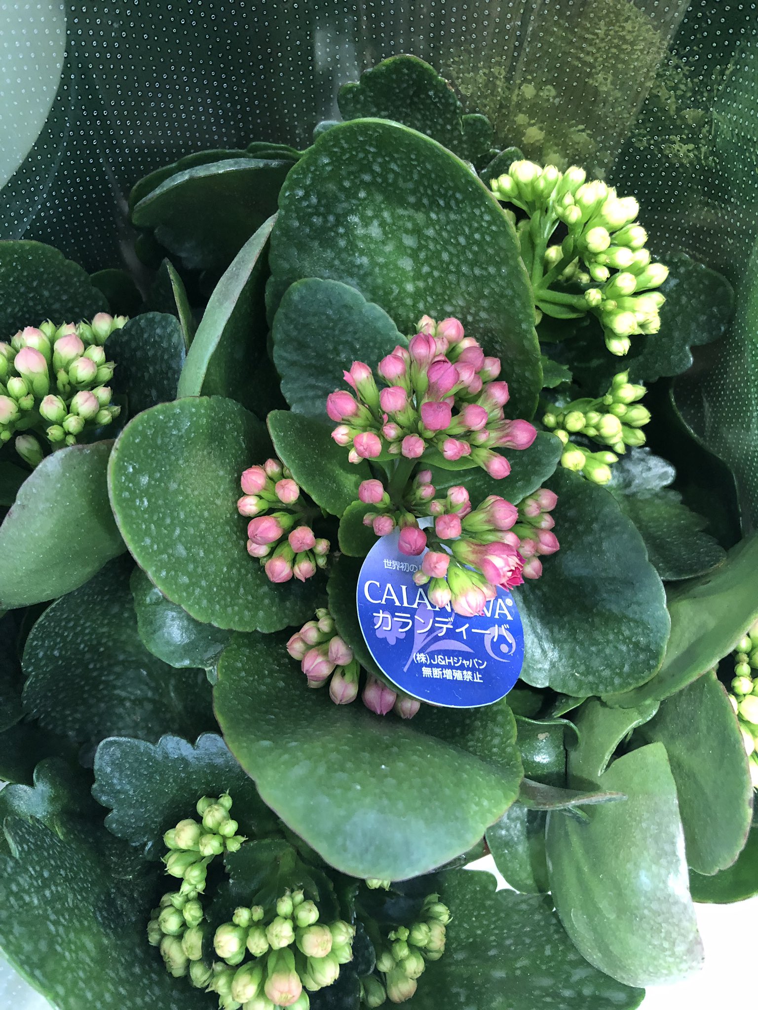 カランディーバ Twitter Search Twitter