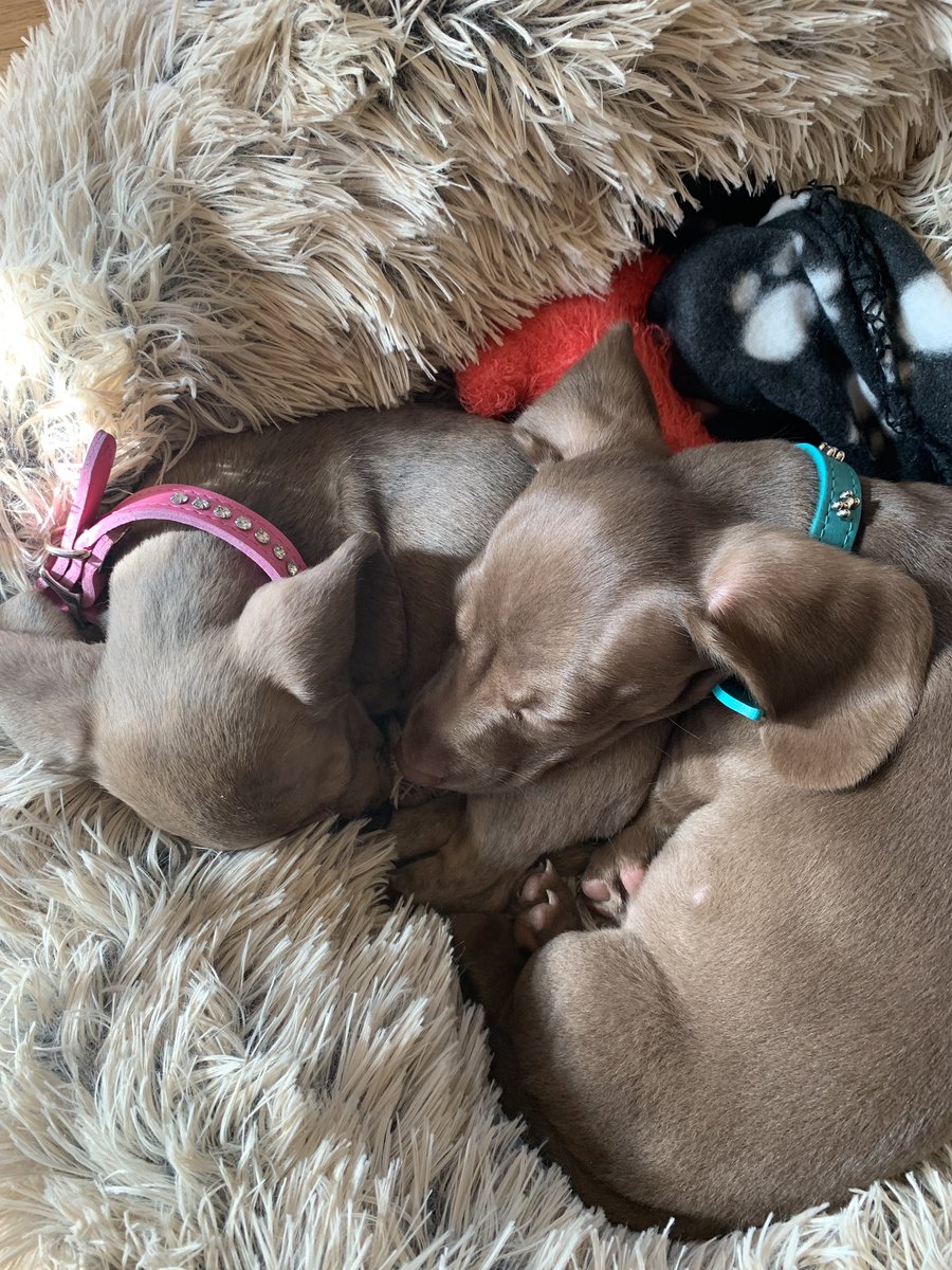 onewiththesand's tweet photo. Mommy just had to dress us up because we are having company today... #Dachshunds 🐾🐾 #NewCollars #AxlandSophie #NoodleDogs #Sibs #MommyOurNecksItch! #DogBling #WeLookGood! #LOVE ❤️ https://t.co/kCAYvXKYgg