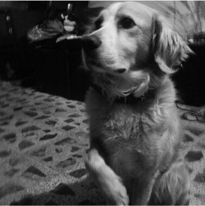 Kannodai's tweet photo. Hoy se fue Bebé a los 14 años  😢💔 
Te amaré por siempre ☺️ https://t.co/XnnJ2an12N