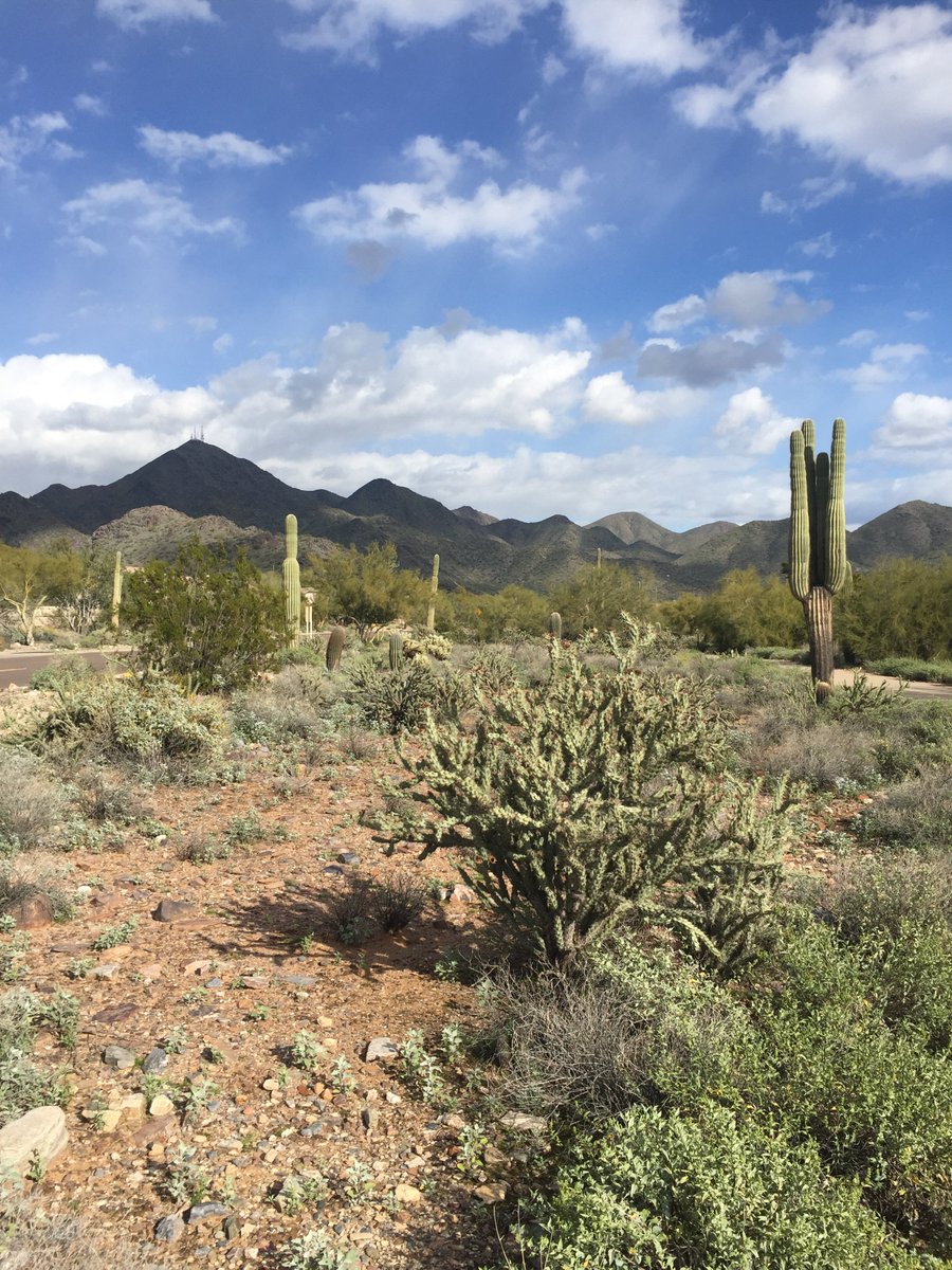 mulcahylawfirm's tweet photo. Beautiful day for a walk 🌵 #desertwinter https://t.co/2A7e666DNz