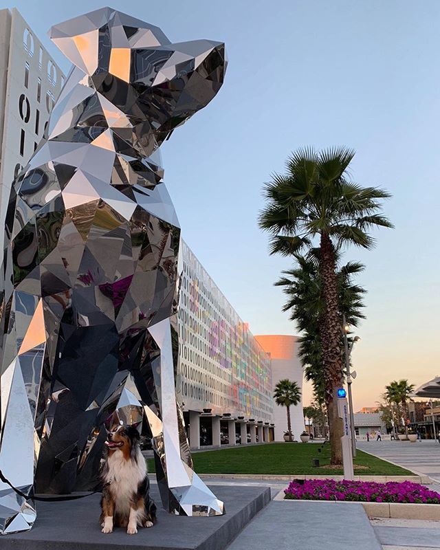 Big dog on campus. @paxtheaussie bit.ly/2SLbX0H