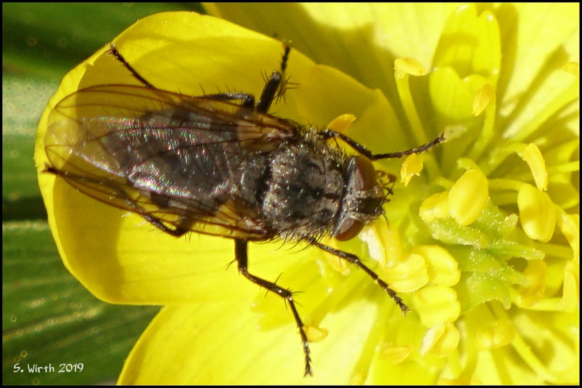 wirthstef's tweet photo. #seemingly #blowfly #Calliphora #vicina at #urban #park #Schillerpark on #Eranthis #hyemalis #blossom in #Berlin #February #2019 Copyrights #Stefan #F. #Wirth
#close-up #detail #photography #nature #naturelover #macrophotography #photographer #photographylovers #animalphoto https://t.co/H80862QUvf