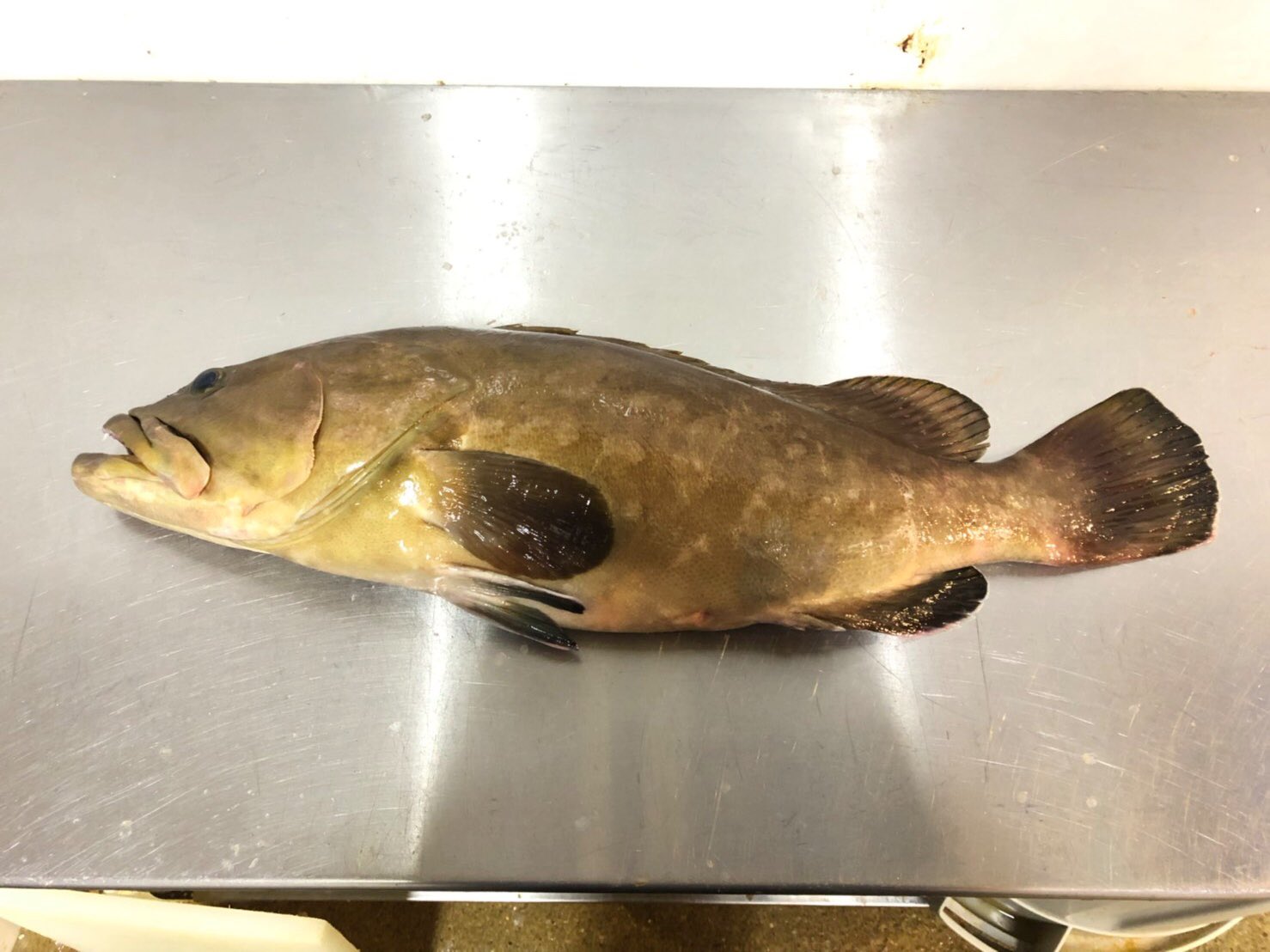 تويتر 博多の魚屋さん おぎはら鮮魚店 على تويتر 天然本クエ アラ です O なかなかない純天然モノ O 刺身や鍋が絶品のクエのご入用は是非当店へご相談くださいませ 天然九絵 純天然 九絵 本クエ 本アラ 高級魚 刺身 鍋 博多 福岡 玄界灘 釣り