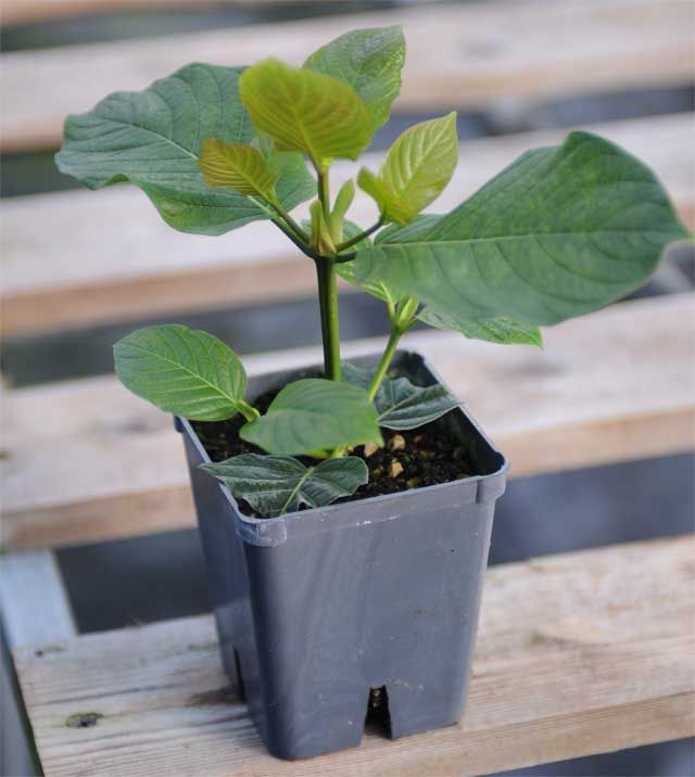 KratomPlants4u's tweet photo. I find this little Kratom tree to be very cute, is it just me?

#Kratom
#KratomTree
#Cute https://t.co/b6uhk7OS6U