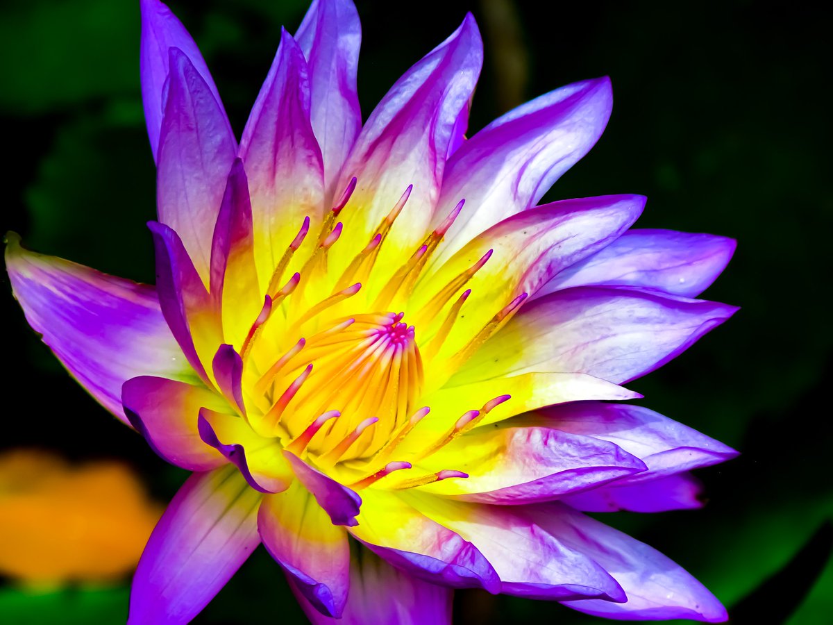 AbstractBodyArt's tweet photo. My #Waterlily #Series #Floral #Photography #Art taken at the #BotanicalGardens in #MiamiBeach #Miami #Florida #Follow my #Facebook, #Instagram, #Twitter & #YouTube #Channel for more #DigitalArt. #IFollowBack #AbstractBodyArt #ThankYou. https://t.co/phDwhXAHTq