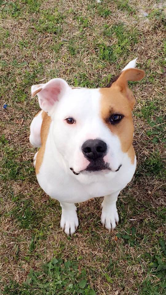 Berger #bestinrescue