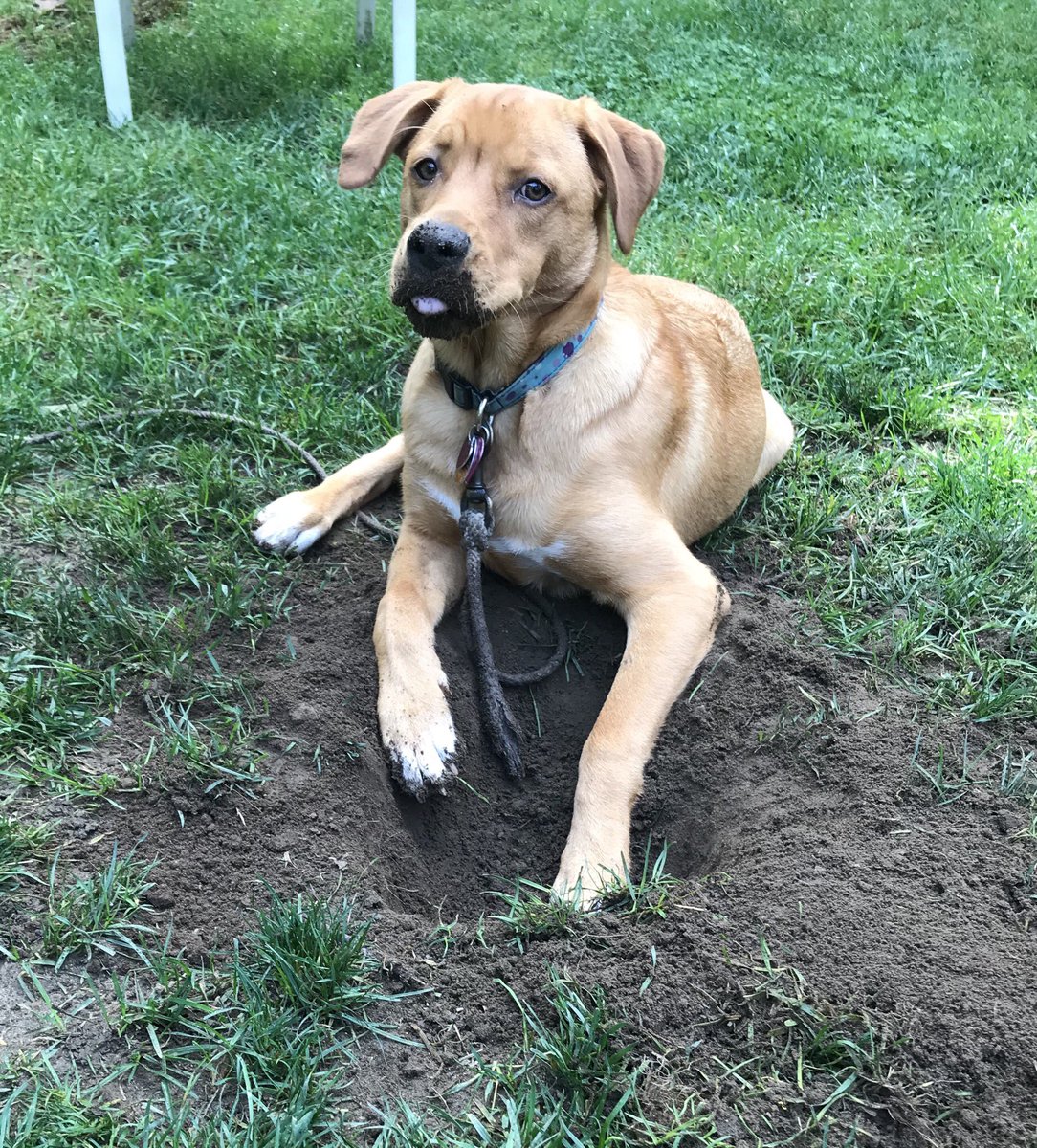 sarou_13's tweet photo. Callie digging holes! #BestinRescue #Diggingfordays #RescuePup https://t.co/JOeDySYS2U