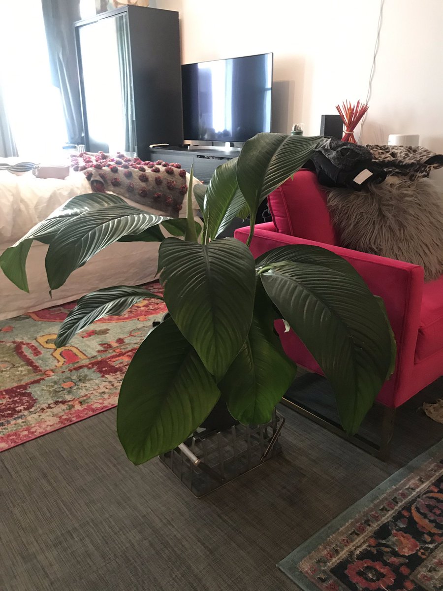 sofiareyes's tweet image. NECESITO ENSEÑARLES ALGO WOW. Vean el cambio de mi planta en 1 día. Tenía sed, le di agua con azúcar y le enterré una moneda de un centavo para darle hierro!