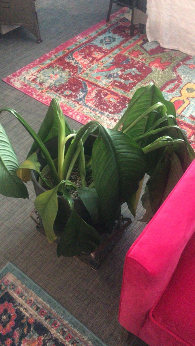 sofiareyes's tweet image. NECESITO ENSEÑARLES ALGO WOW. Vean el cambio de mi planta en 1 día. Tenía sed, le di agua con azúcar y le enterré una moneda de un centavo para darle hierro!