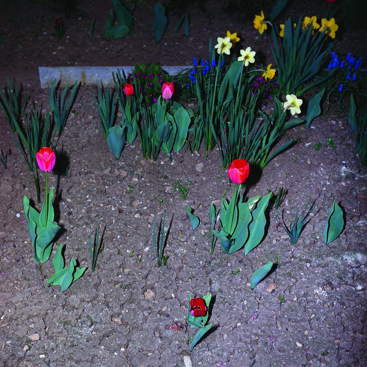 AlbertinaMuseum's tweet photo. On view at #AlbertinaWillmann:   
#ManfredWillmann | Untitled | from the series THE WORLD IS BEAUTIFUL | 1979–1981 | The Albertina Museum, Vienna | © Manfred Willmann
#Photography #PhotographyExhibition #Albertina #AlbertinaMuseum https://t.co/2EoAuLjnbk