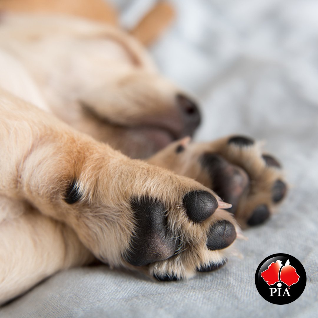 Pet Insurance Aus tweet media