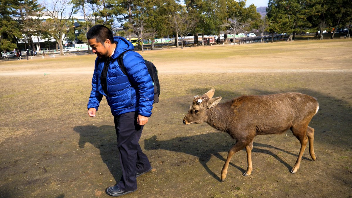 toddhata's tweet photo. The bowing deer of Nara, watch me get chased for a biscuit!
https://t.co/EVpRhl50II
@sparkinheartz #nara #bowingdeer #japan https://t.co/KFlbsHOnaR