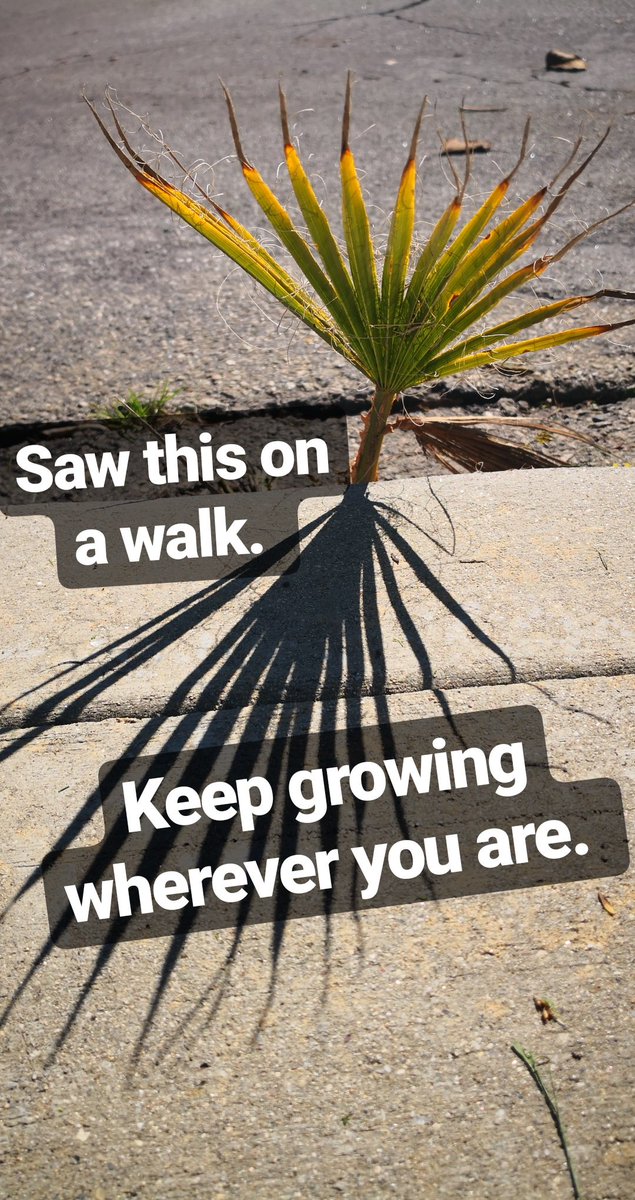 ryanfoland's tweet image. Saw this on a walk today.

Good reminder. 

Growth happens when things are difficult.

So keep growing!

#bethetree