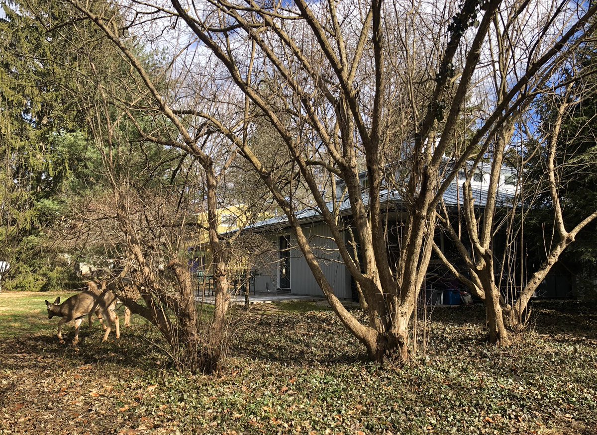 The last Zöelly house in Columbus was built in 1963 in the Old Beechwold Historic District. Caught some deer having lunch in the backyard