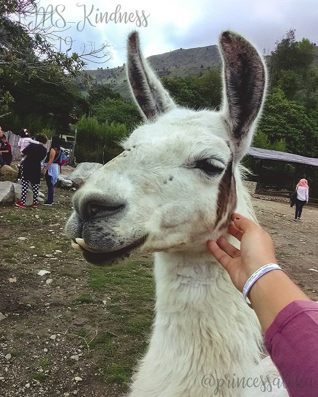 Princess_Aleka's tweet image. [48/365] Día 17. Amabilidad: Trata a todos los seres con amor y amabilidad. • (Day 17. Kindness: Treat all beings with love and kindness.) • • •
#FMSPAD #FMSPhotoADay @fmsphotoaday #FMSPhotoADayFeb #FMS_Kindness #PhotoADayChallenge #365DaysOfPhotos #… bit.ly/2DJdhGY