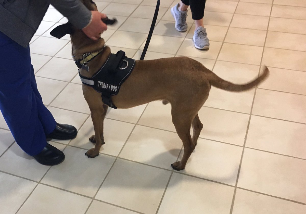 masttherapydogs's tweet photo. Willy got and gave lots of love while visiting vets and staff @lovellfhcc  #therapydog #dogsofchicago #love #pleasepetme https://t.co/agDR5wCp7O