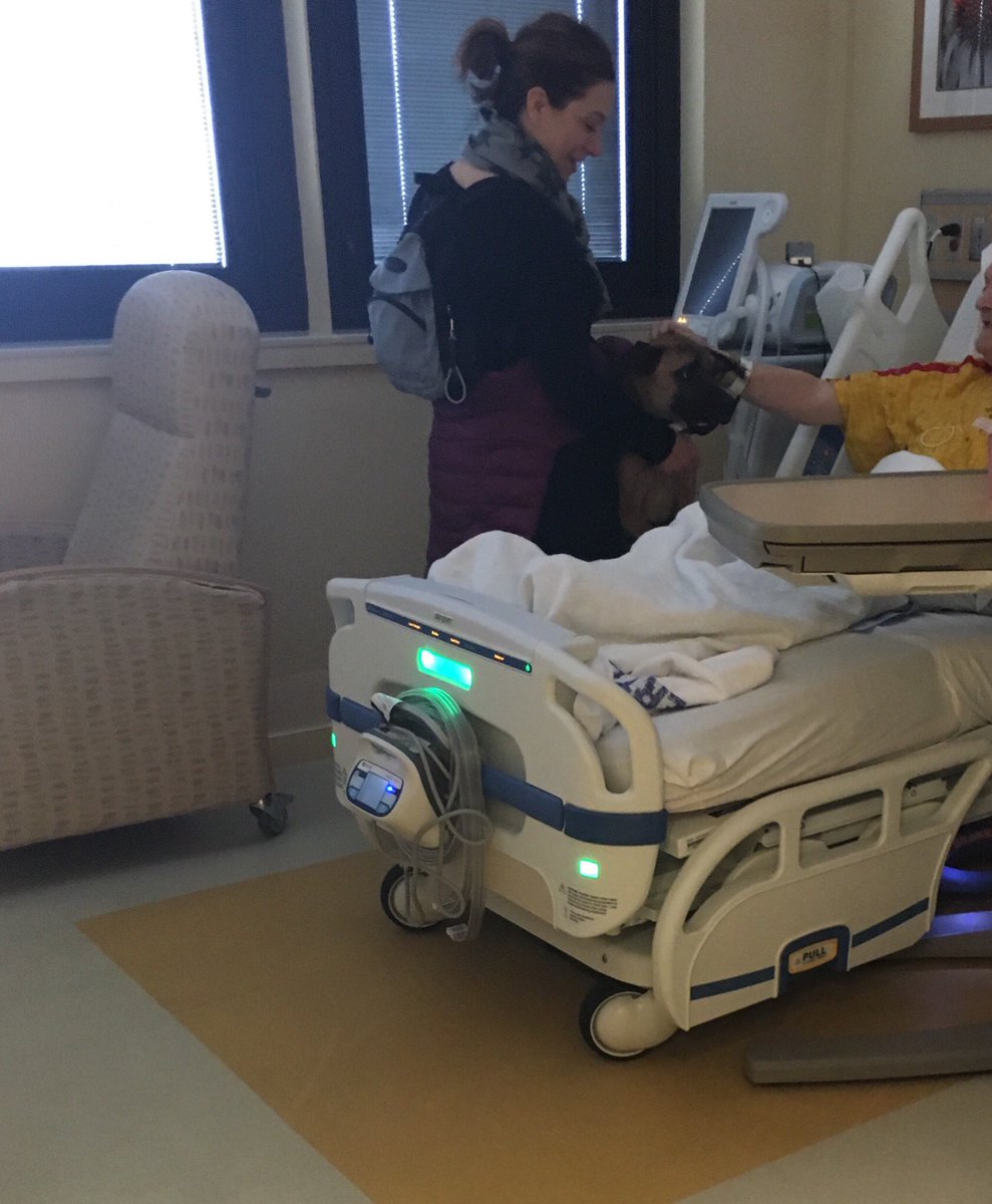 masttherapydogs's tweet photo. Willy got and gave lots of love while visiting vets and staff @lovellfhcc  #therapydog #dogsofchicago #love #pleasepetme https://t.co/agDR5wCp7O