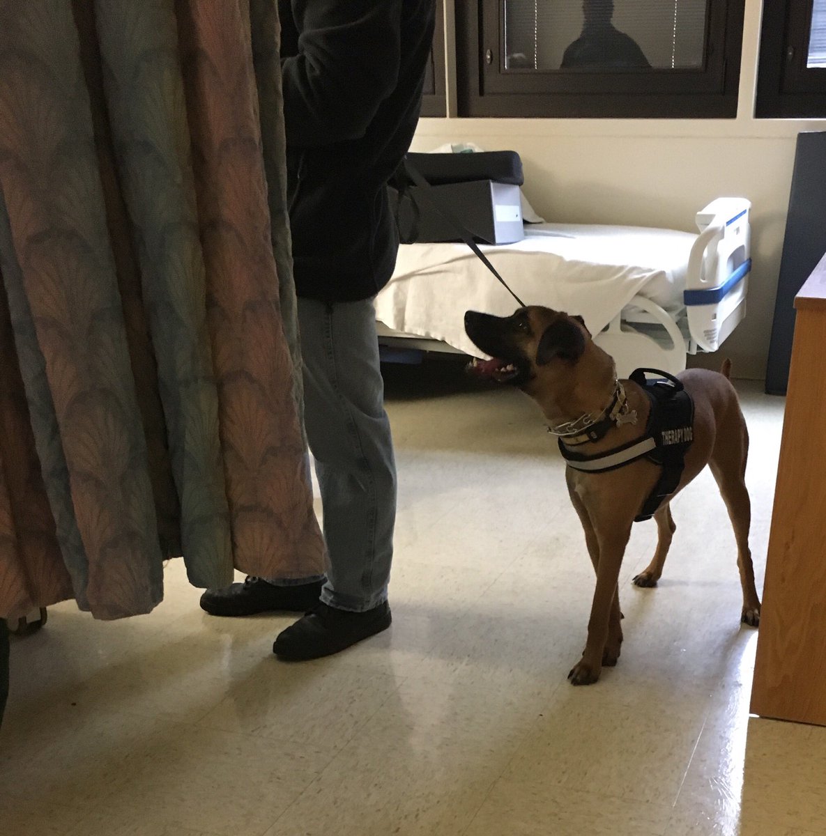 masttherapydogs's tweet photo. Willy got and gave lots of love while visiting vets and staff @lovellfhcc  #therapydog #dogsofchicago #love #pleasepetme https://t.co/agDR5wCp7O