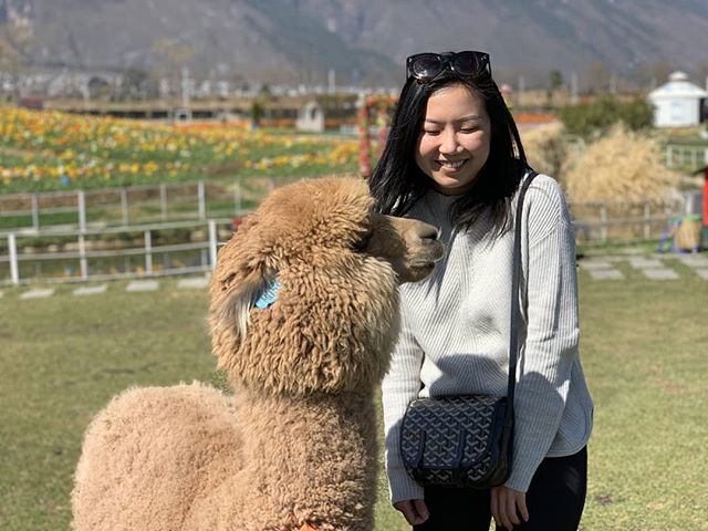 shelleychn's tweet photo. Friends with fluff. 🦙 https://t.co/vide80IjOl https://t.co/k48AqecECC