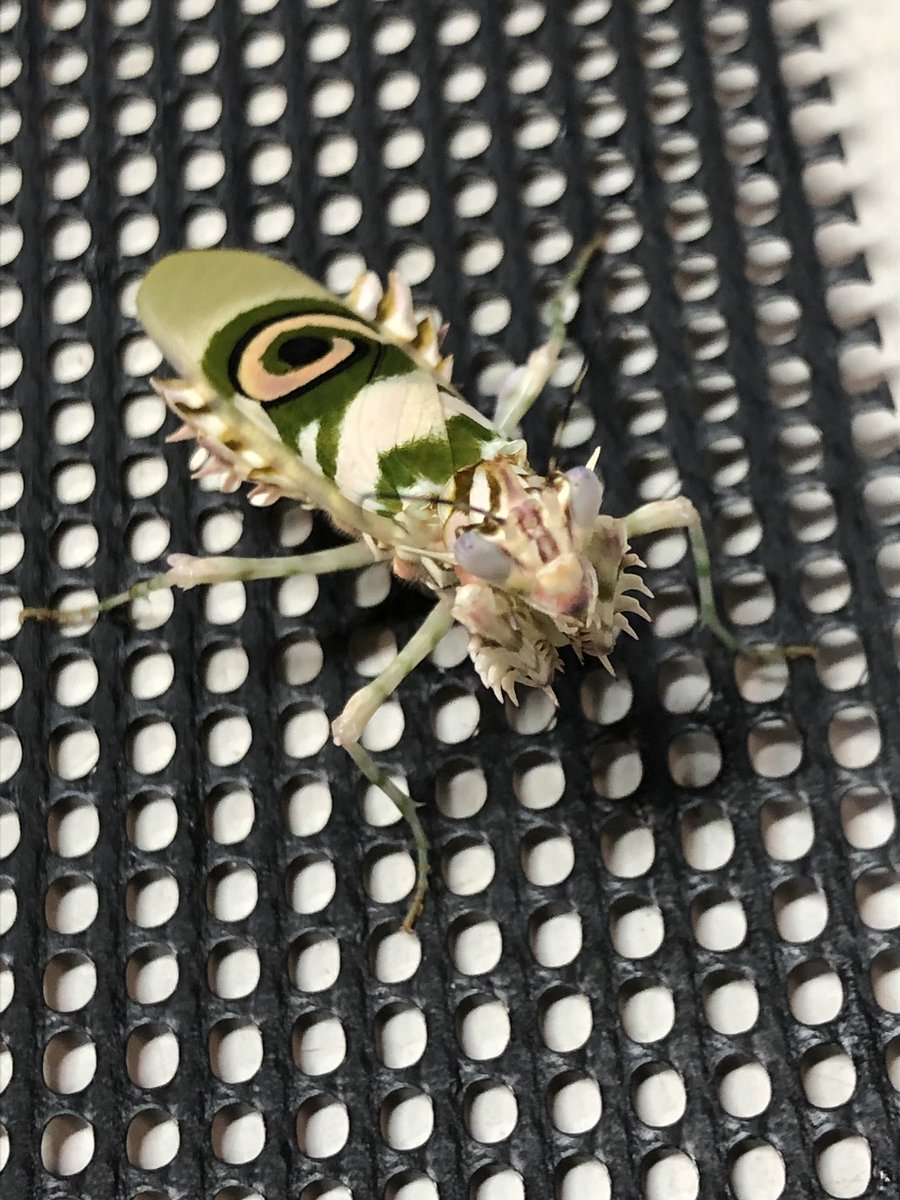 アフリカメダマカマキリも羽化しました。この模様は素晴らしい！ #さい