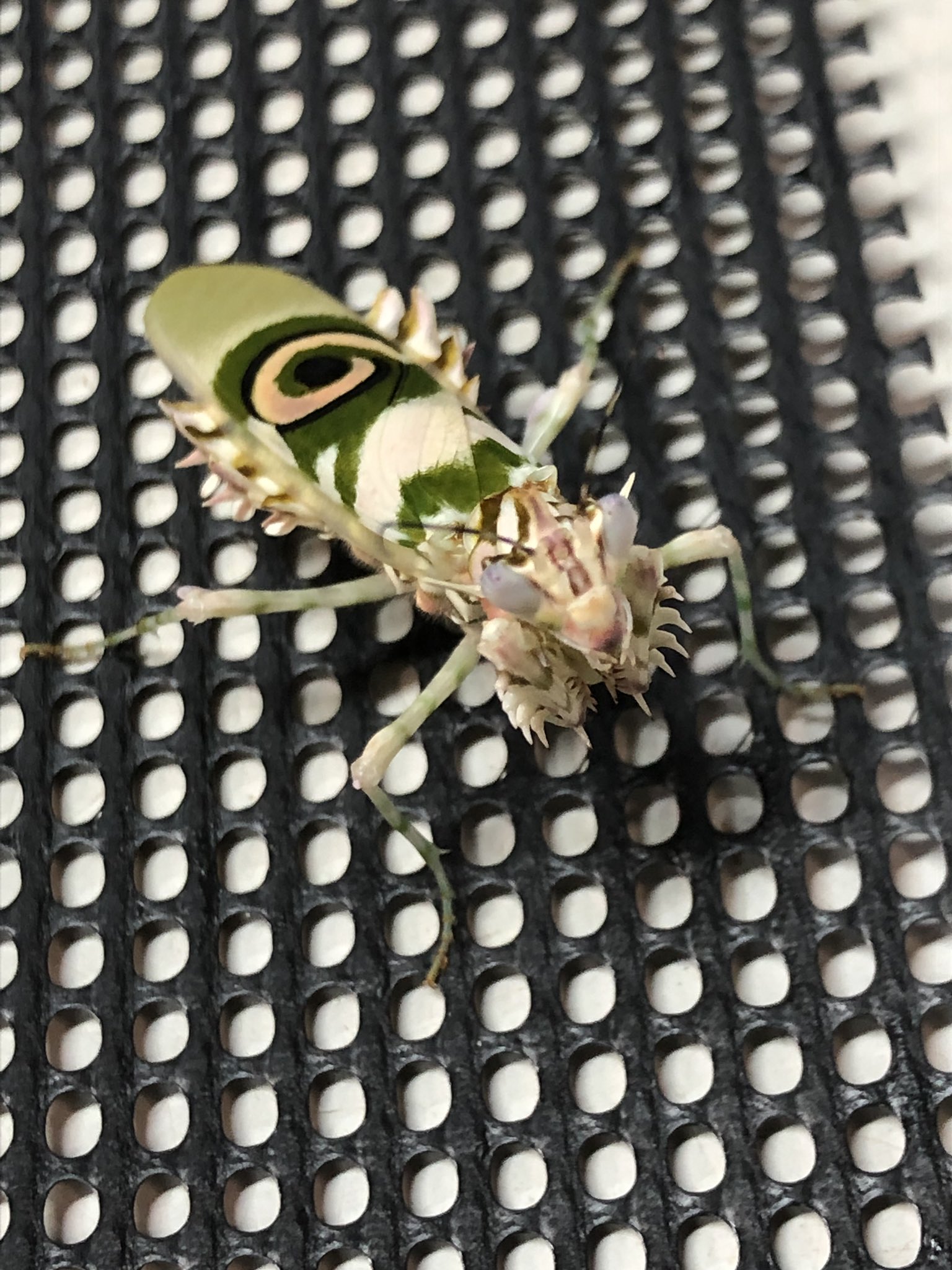 まみのすけ🐛 on X: 