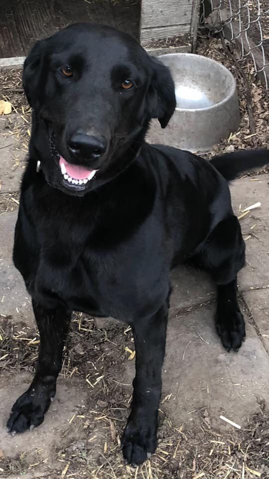 LSTribune's tweet photo. HELP PLEASE SHARE ***Missing near downtown LS***
Molly, a black lab, belongs to one of our First Responders and went missing February 13th. She is very friendly, sweet young lady and wearing a black collar.
If you have seen her or know where she is, please call 816-679-7728. https://t.co/96IVk6T4K9