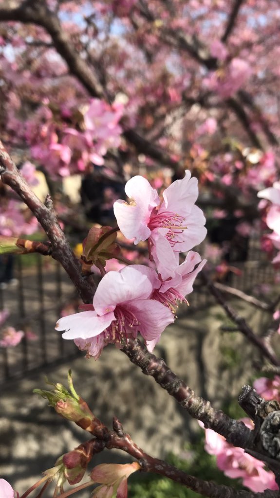 cp3km's tweet photo. 河津桜満開ではなかったけどいい色しとる https://t.co/aXmsn9CzXg