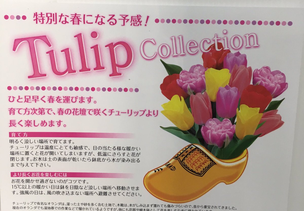 八重咲きチューリップ 八重咲きチューリップ