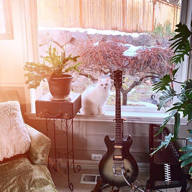 KellyPattonArt's tweet photo. I’d like to keep my instruments in one place so I can enjoy the aesthetic of them together, but mostly they just get scattered all over the house. 
#gibson335s #chromaharp #interior #houseplants #whitecat #electricguitar #autoharp https://t.co/4xWALlwBVo https://t.co/GEPAyCQV9f