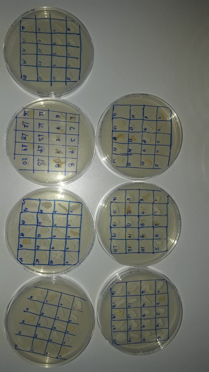 Hui farem sessions del SWI quasi simultànies a <a href="/ii_ies/">IES Jaume II el Just</a>, @iesfmontseny, <a href="/iesxdu/">IES XIMÉN D'URREA</a> i <a href="/iesbenigaslo/">IES BENIGASLÓ</a> Quien da mas?
