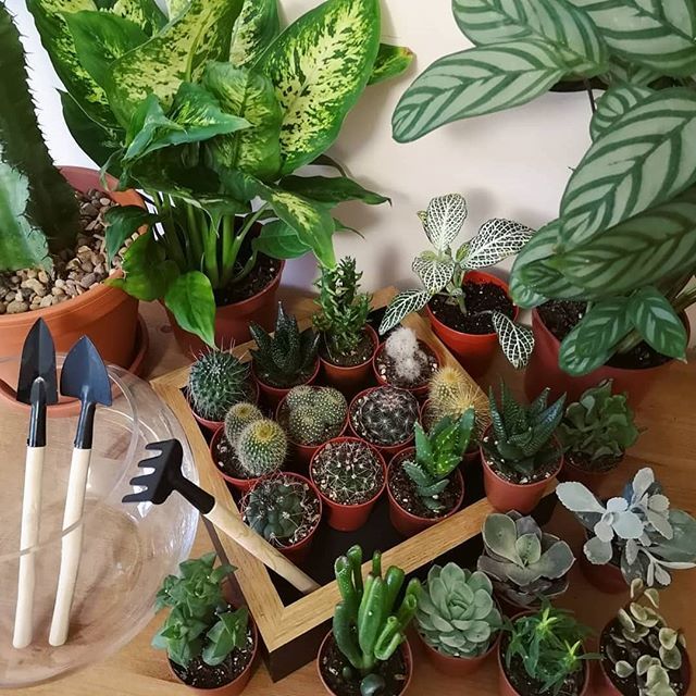 So excited for @sap_plants taking over our window space this weekend!!
.
Book in to design your own terrarium and have Sap Plants make it on the day!

Pick n Mix Terrariums will be £30 and you can come and choose which plants, cacti or succulents you'd l… bit.ly/2DOHGE7