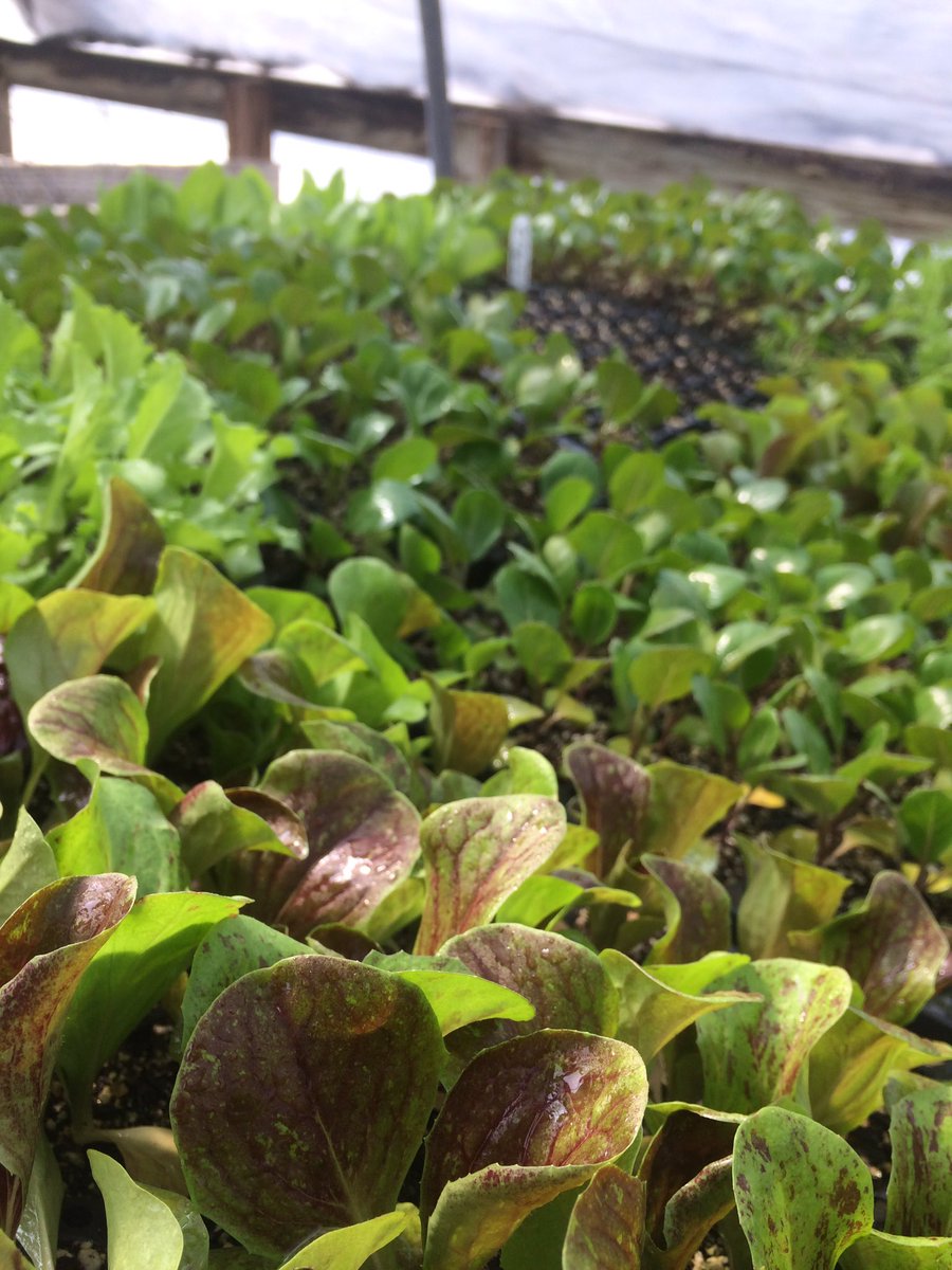 tecolotefarm's tweet photo. Seedlings headed out to the field this week. https://t.co/O1QWpGsMUH