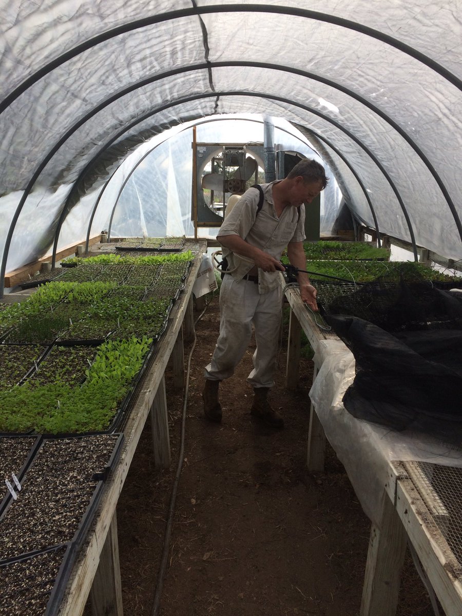 Seedlings headed out to the field this week.