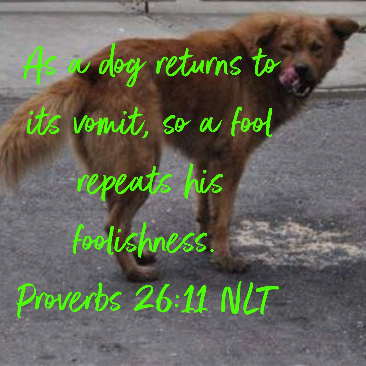 A Dog Will Return To His Vomit