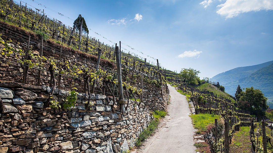 In #Wachau, alongside the sovereign varieties #Riesling and #GrünerVeltliner with their exceptional cellaring potential, Sauvignon Blanc and the indigenous Neuburger, Gelber Muskateller guarantee excellent experiences in the matter of flavour. #AustrianWine