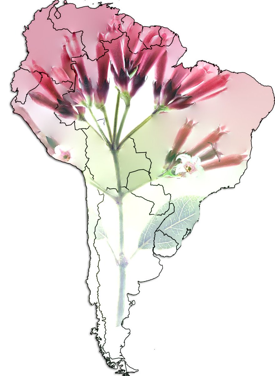 Do you know which of our ingredients is grown in South America? Keep you eyes peeled…there is a new exciting product coming soon…