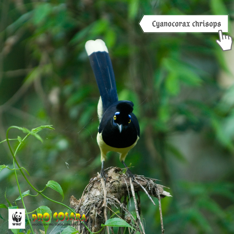 ProCosara's tweet photo. ** Urraca - Cyanocorax chrisops **

📸 Foto: Bianka Österlein
📍 Ubicación: Sede Operativa de PRO COSARA - Yataí, Alto Verá (Itapúa, PY)

#baapa #bosqueatlantico #procosara https://t.co/LrlLceKo1y