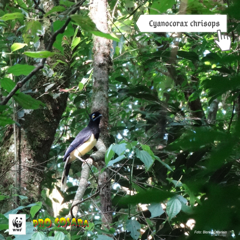 ProCosara's tweet photo. ** Urraca - Cyanocorax chrisops **

📸 Foto: Bianka Österlein
📍 Ubicación: Sede Operativa de PRO COSARA - Yataí, Alto Verá (Itapúa, PY)

#baapa #bosqueatlantico #procosara https://t.co/LrlLceKo1y