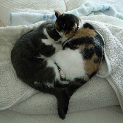 Cats Bible 🐱 tweet media