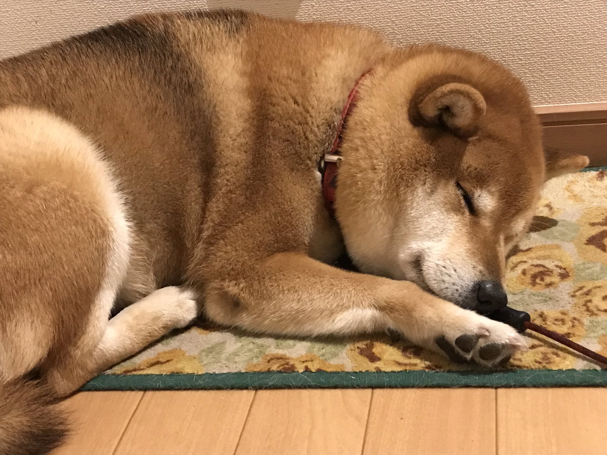ゆこリン イビキかいて寝てる 見てるだけで幸せだよ 柴犬 犬好き 柴田家 愛犬 T Co Xjt24ckgn3 Twitter